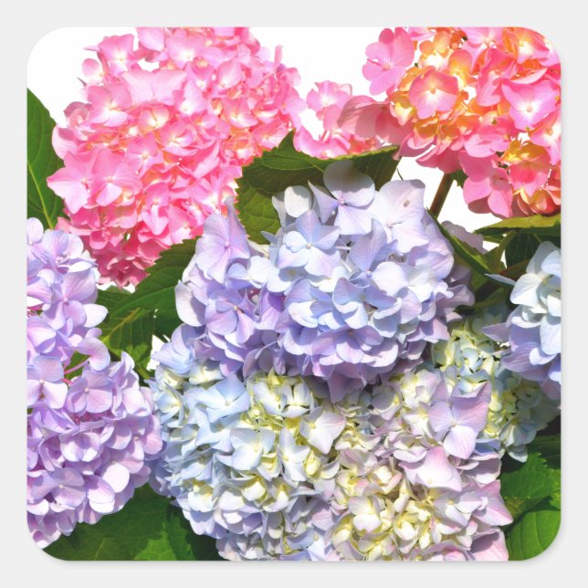 Hydrangea Bouquet Fyrkantigt Klistermärke (Framsida)