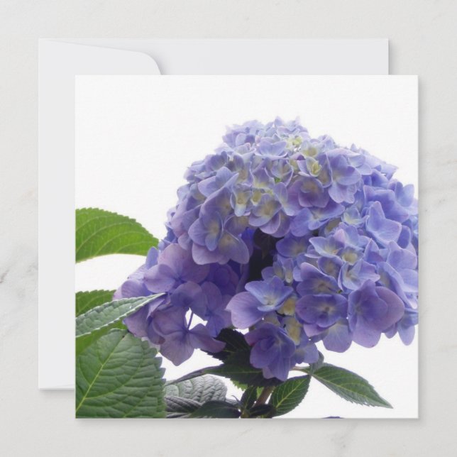 Hydrangea Bush-inbjudningar Inbjudningar (Framsida)