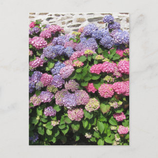 Hydrangea bush Postcard Vykort