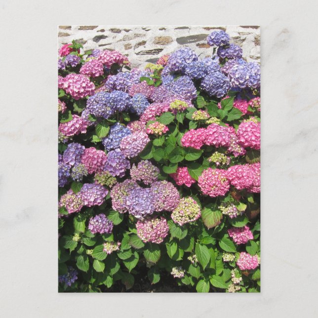 Hydrangea bush Postcard Vykort (Framsida)