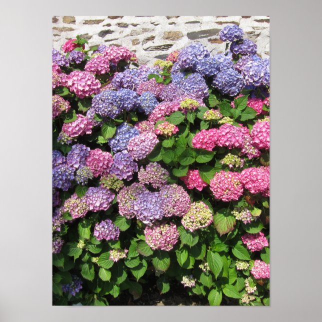 Hydrangea bush poster (Framsidan)