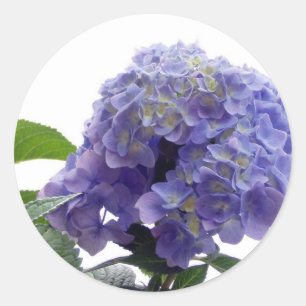 Hydrangea Bush Stickers Runt Klistermärke