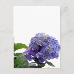 Hydrangea Bush vykort