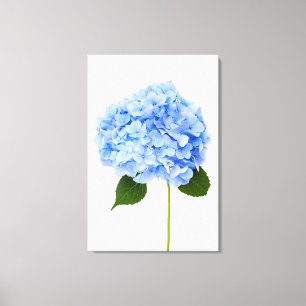 Hydrangea Canvastryck