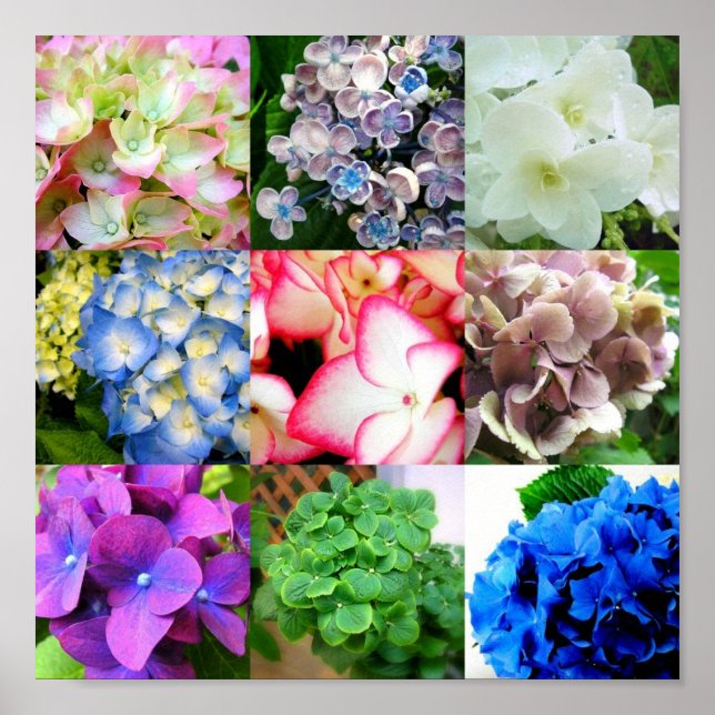 Hydrangea Collage Poster (Framsidan)
