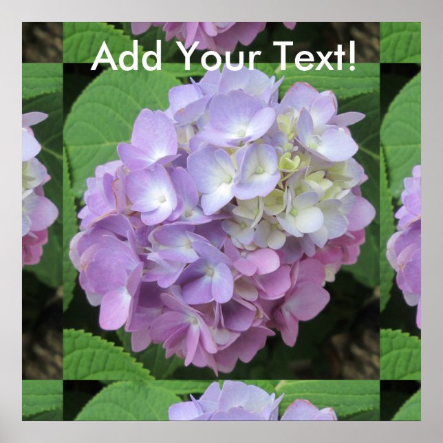 Hydrangea Colorful Flower Poster (Framsidan)