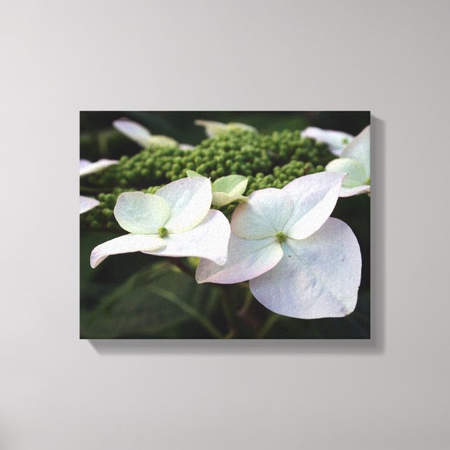 Hydrangea - Floral Photography - Canvas (Framsida)