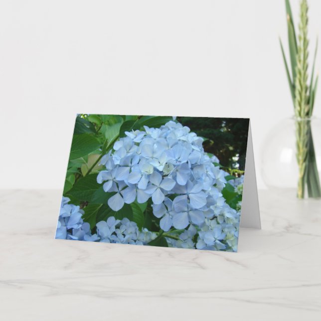Hydrangea Flower Cards Blue Hydrangeas Garden Tack Kort (Framsida)