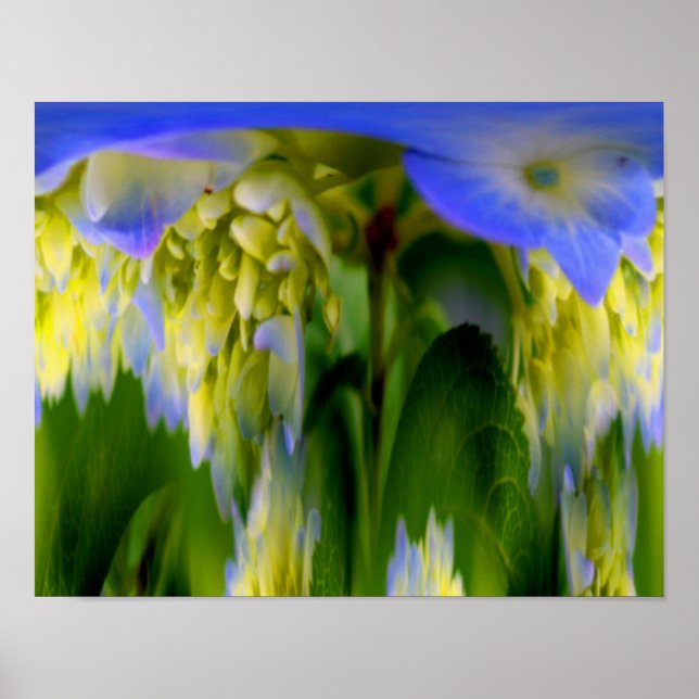 Hydrangea Flower Fantasy Blommigt Abstrakt Poster (Framsidan)