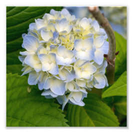 Hydrangea Flower Fototryck