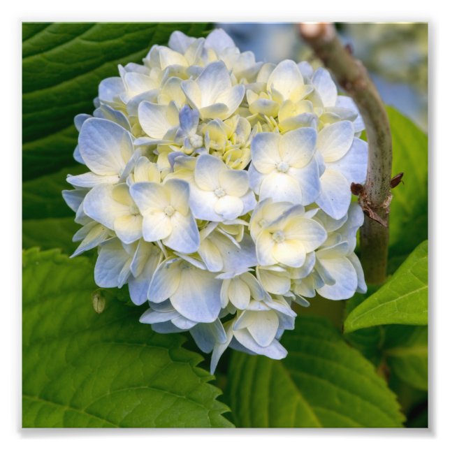 Hydrangea Flower Fototryck (Framsidan)