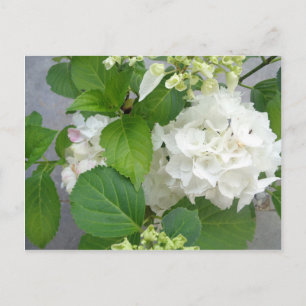Hydrangea Flower Grönt Vita trädgårdsväxter Vykort