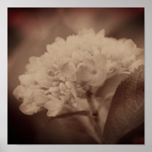 Hydrangea Flower i Vintage Sepia Poster