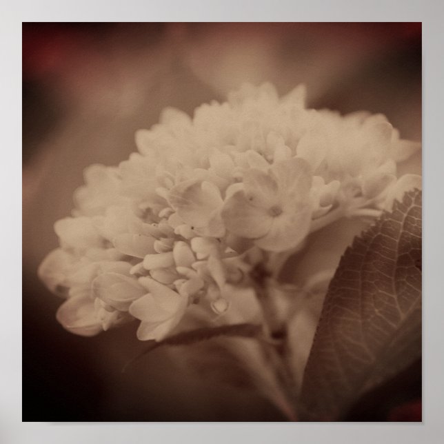 Hydrangea Flower i Vintage Sepia Poster (Framsidan)