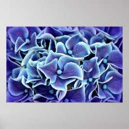 Hydrangea Flower Poster