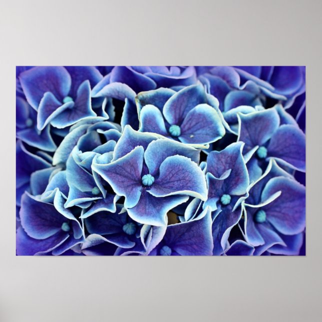 Hydrangea Flower Poster (Framsidan)