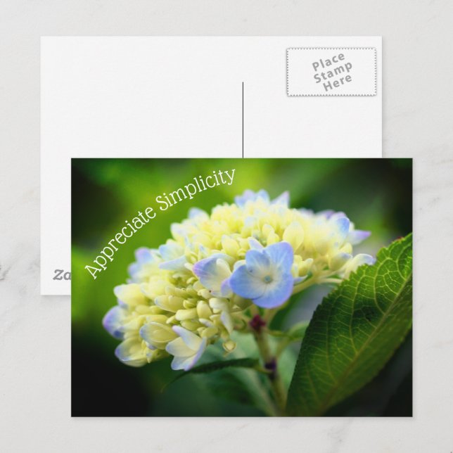 Hydrangea Flower Simpity Inspirational Vykort (Fram/baksida)