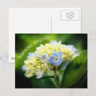 Hydrangea Flower Simpity Inspirational Vykort