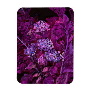 Hydrangea Flowers Horseradish Blommigt Art Lila Magnet