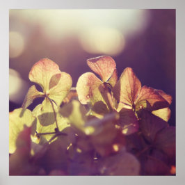 Hydrangea Flowers i Sunlight Lila Bokeh Poster