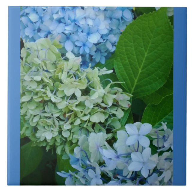 Hydrangea Flowers Kakelplatta (Framsidan)