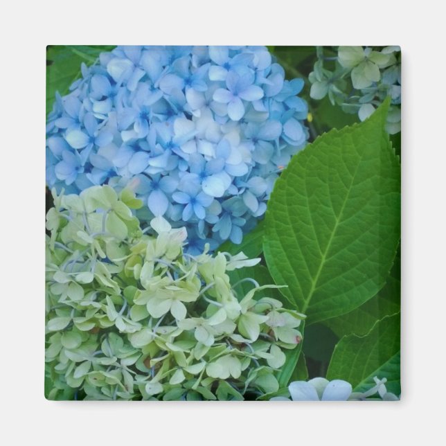 Hydrangea Flowers Magnet (Framsidan)