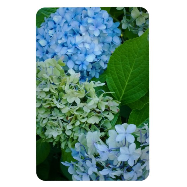 Hydrangea Flowers Magnet (Vertikal)