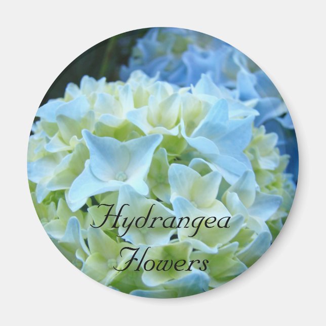Hydrangea Flowers magnet Blue Hydrangeas Blommigt (Framsidan)