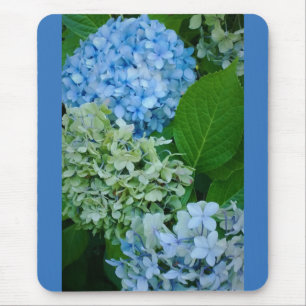 Hydrangea Flowers Musmatta