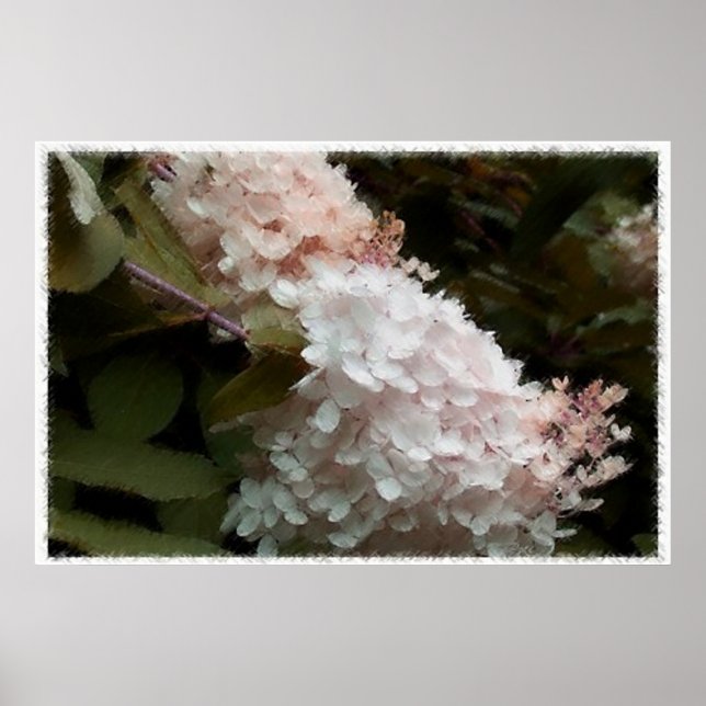 Hydrangea Flowers Rosa Photography Poster (Framsidan)