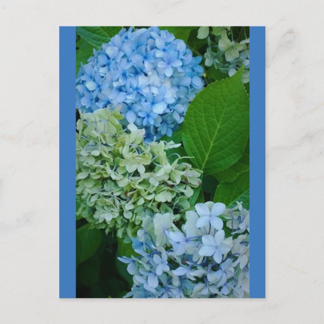 Hydrangea Flowers Vykort (Framsida)