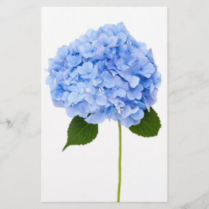 Hydrangea Flygblad