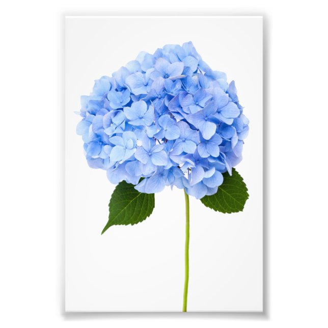 Hydrangea Fototryck (Framsidan)
