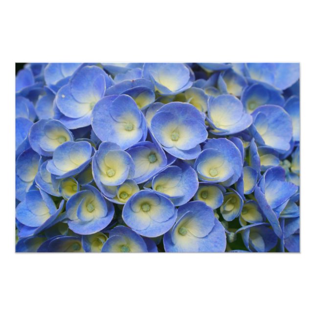 Hydrangea Fototryck (Framsidan)