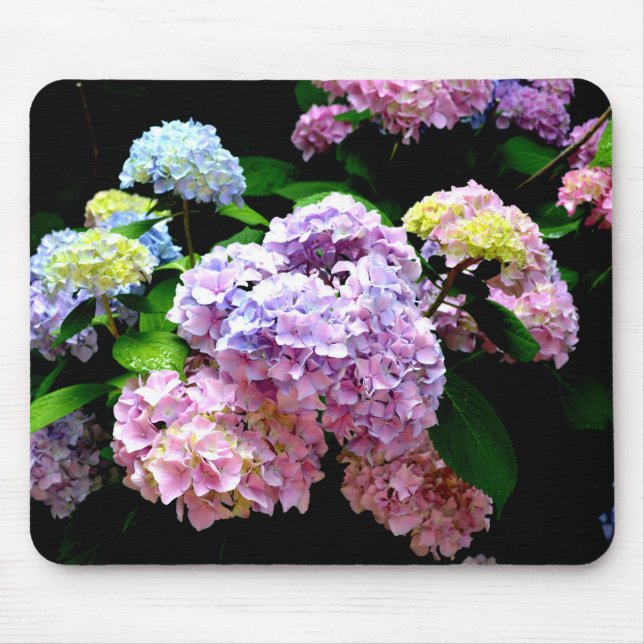 Hydrangea Gardens Musmatta (Framsidan)