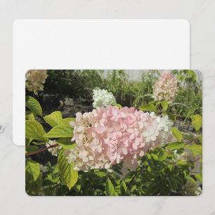 Hydrangea Grandiflora Julkort