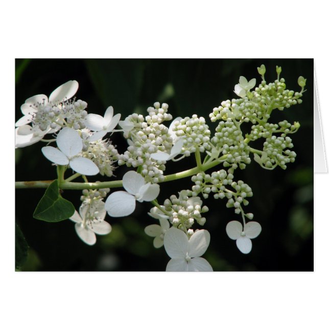 Hydrangea Hälsningskort (Framsidan Horizontal)