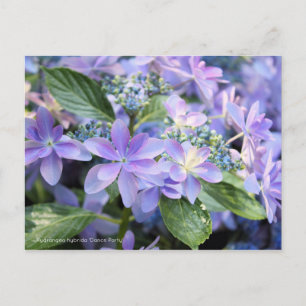 Hydrangea hybrida "Dance Party" [vykort] Vykort