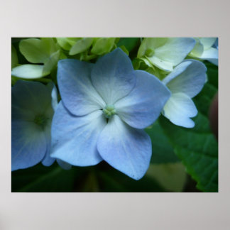 Hydrangea i Bloom Poster