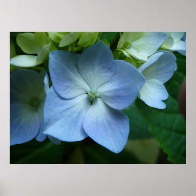 Hydrangea i Bloom Poster (Framsidan)