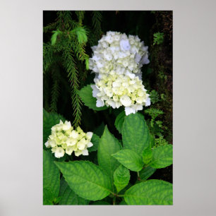 Hydrangea i skogen poster