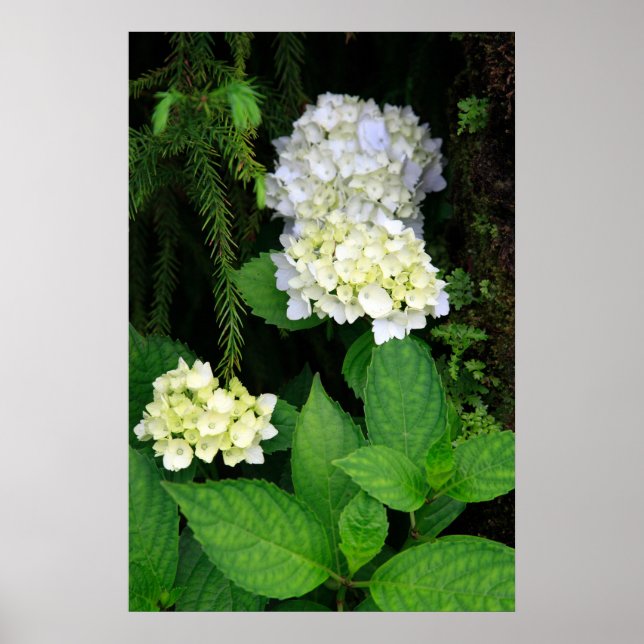 Hydrangea i skogen poster (Framsidan)