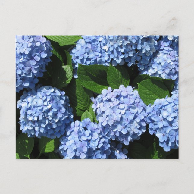 Hydrangea: Japan Vykort (Framsida)