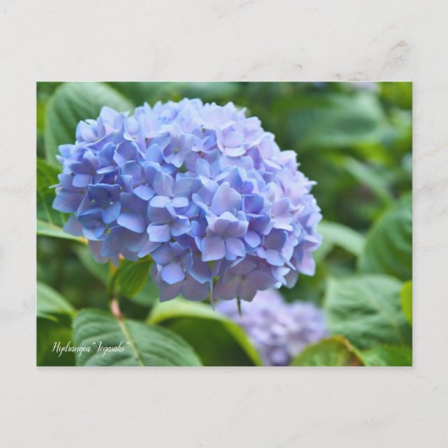 Hydrangea "Jogasaki" [vykort] ポ ス カ ト ー Vykort (Framsida)