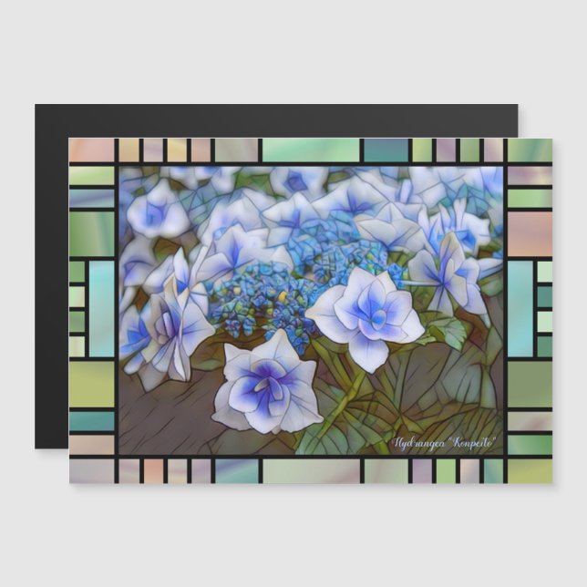 Hydrangea 'Konpeito' [Magnetkort] (Fram/baksida)