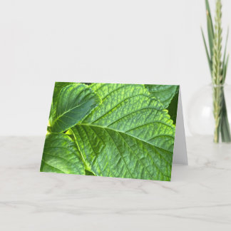 Hydrangea Leaves Close-Up Blank Note Card Tack Kort