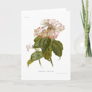 Hydrangea lindleyana kort