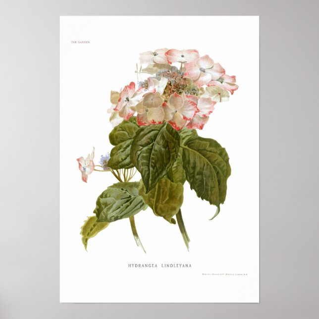 Hydrangea lindleyana poster (Framsidan)