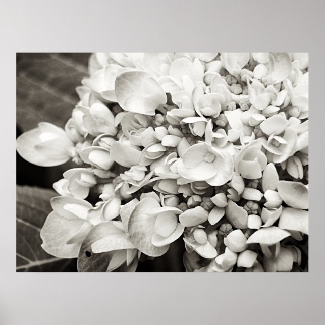 Hydrangea Macro Black and White Photography Poster (Framsidan)