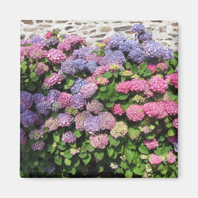 Hydrangea Magnet (Framsidan)